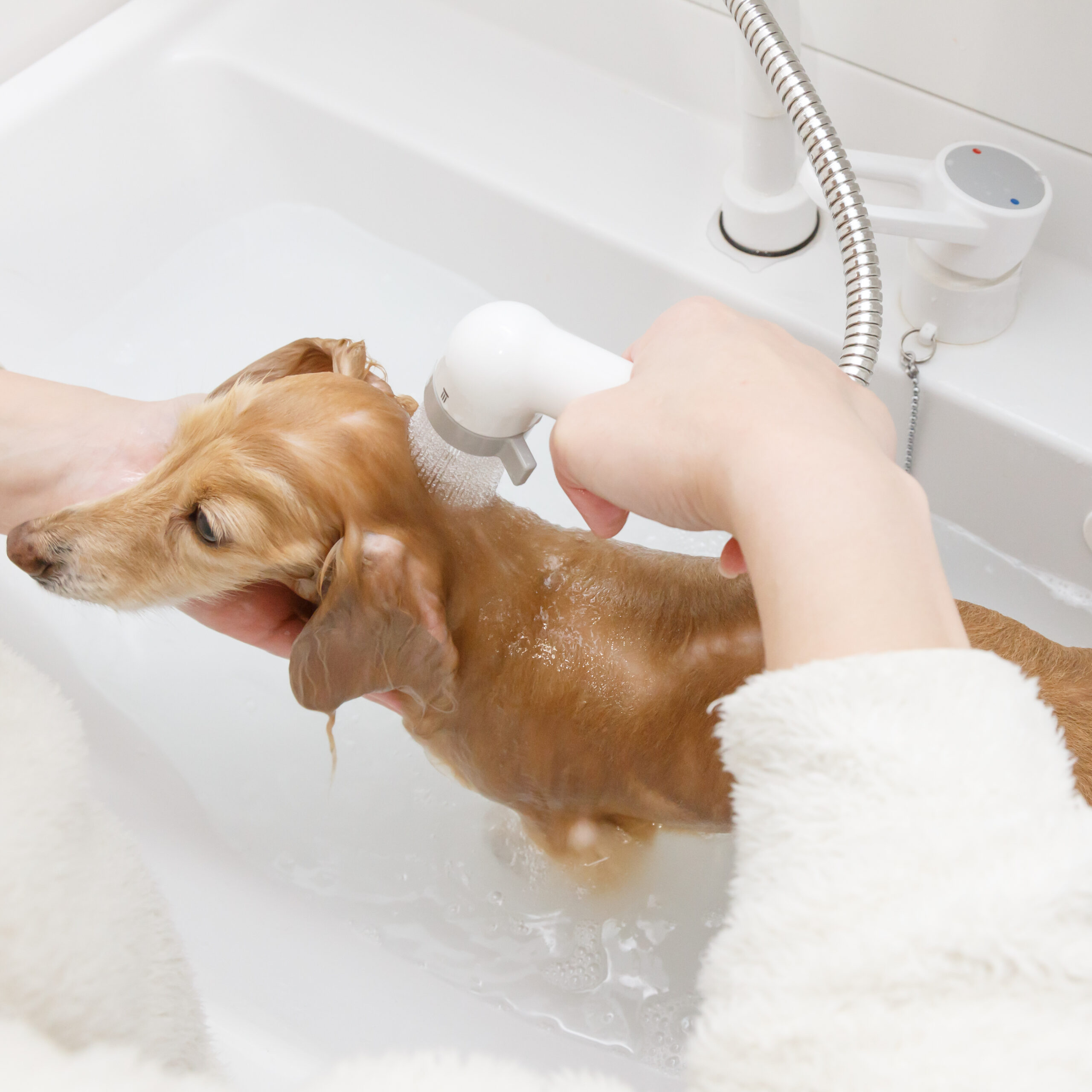 犬のシャンプーについて どのくらいの頻度で洗うの お家で洗うにはどうしたらいい 眼科専門 麻布十番の動物病院gc 動物の目の病気の治療に