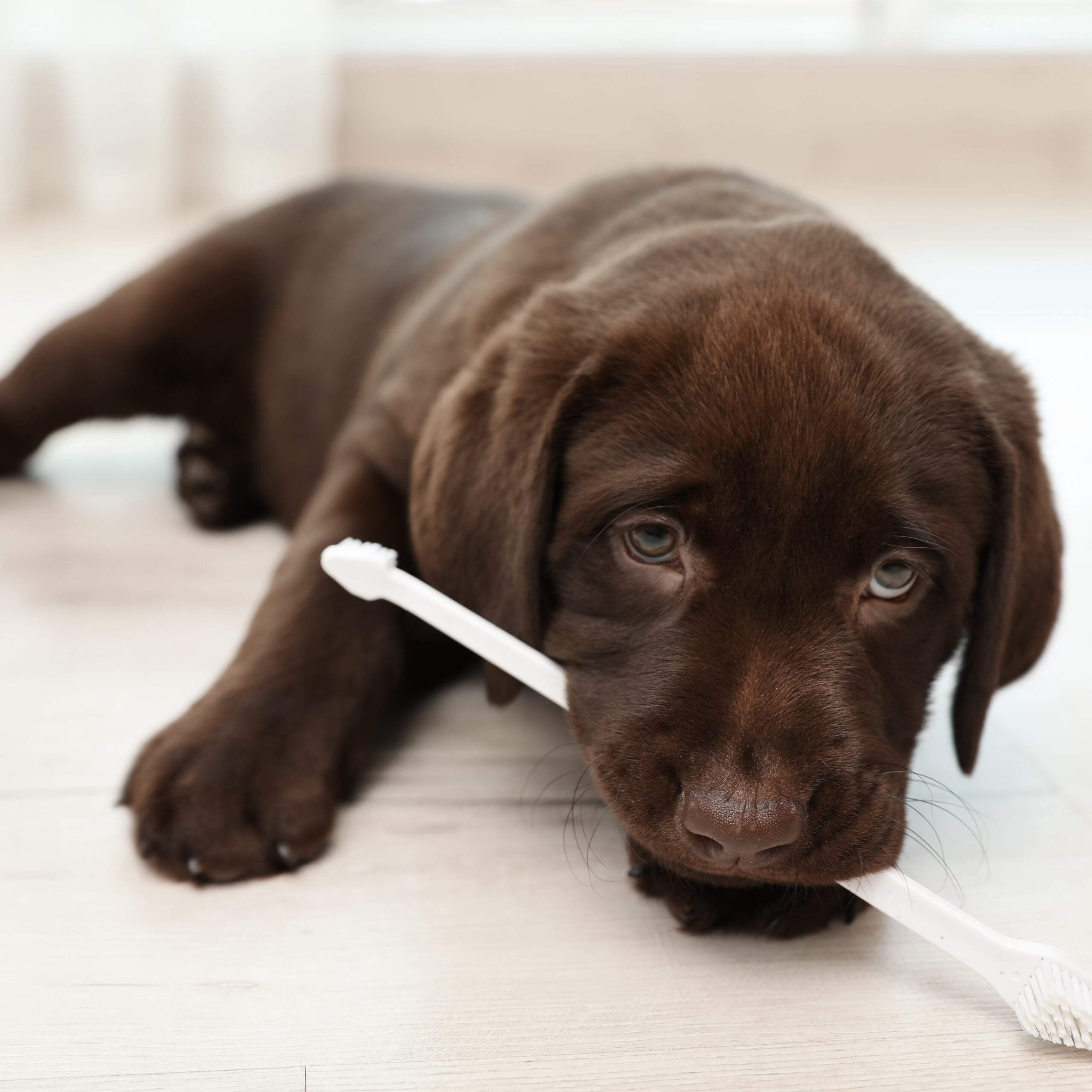 犬の歯について 歯磨きって必要 歯石を予防するには 眼科専門 麻布十番の動物病院gc 動物の目の病気の治療に