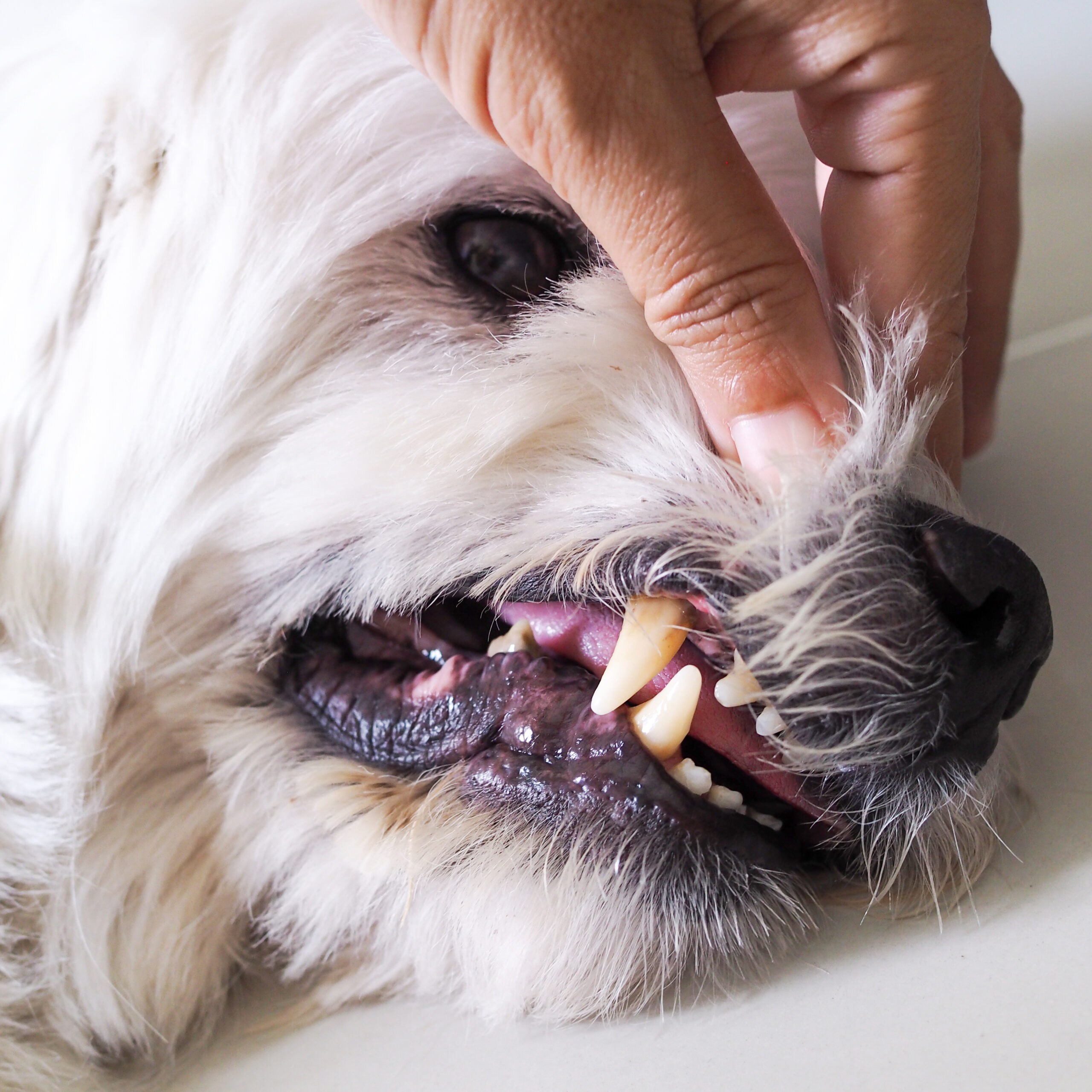 犬の歯について 歯磨きって必要 歯石を予防するには 眼科専門 麻布十番の動物病院gc 動物の目の病気の治療に