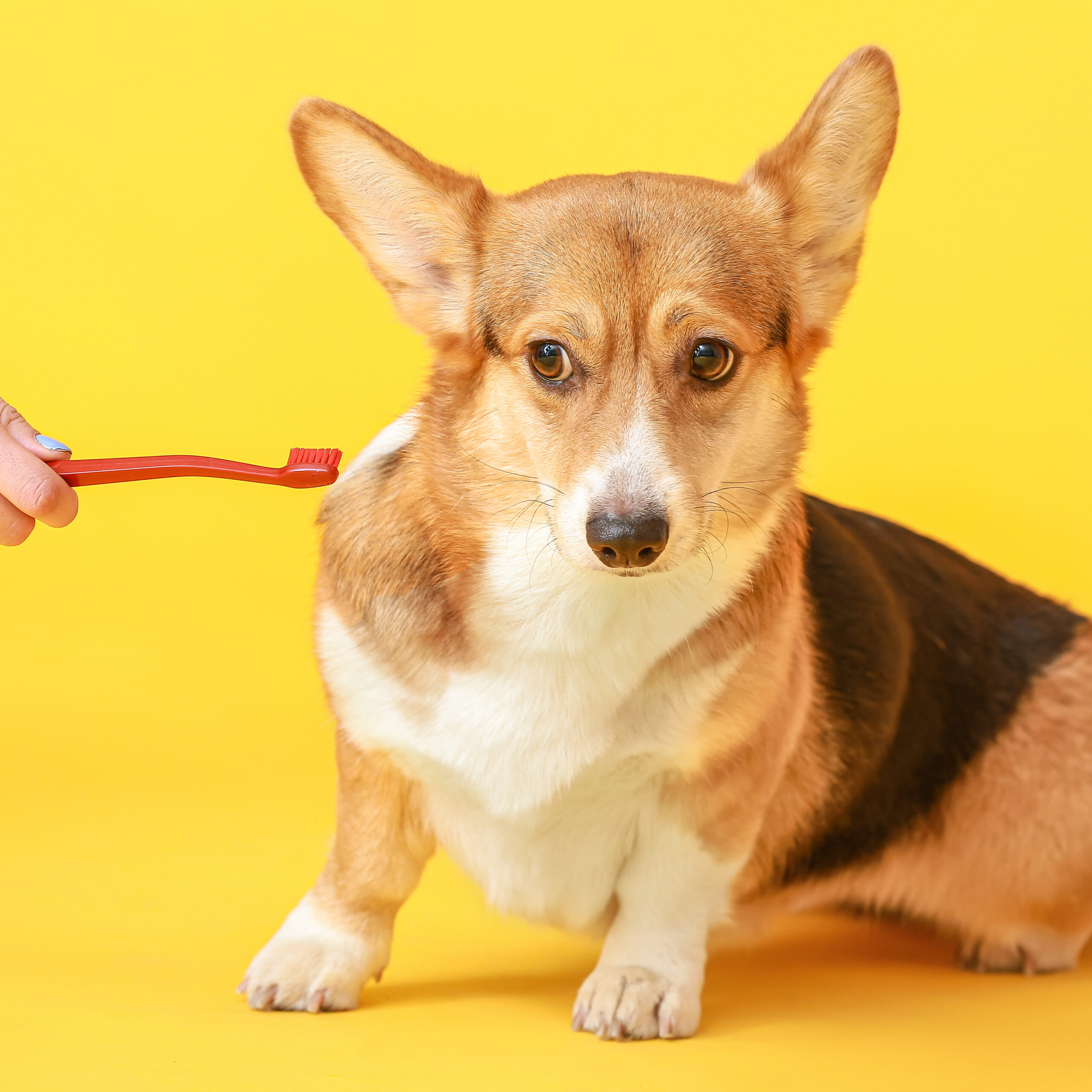 犬の歯について 歯磨きって必要 歯石を予防するには 眼科専門 麻布十番の動物病院gc 動物の目の病気の治療に